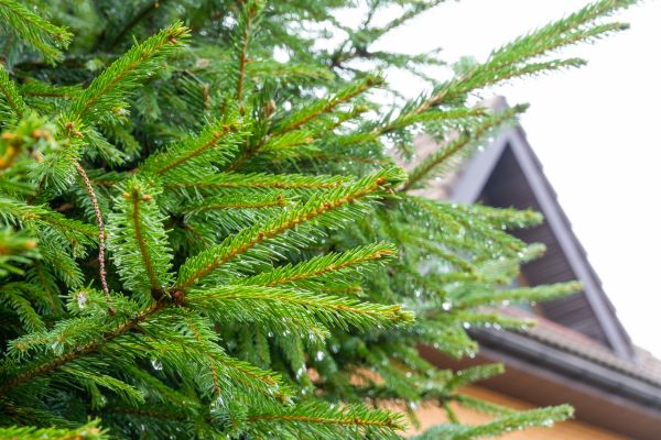 Professional Roof Pine Needles Removal
